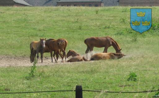 : Stadnina koni w Udorzu